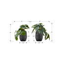 Monarch I 9559 8"H Alocasia/5" Black Pot IMAGE 3