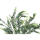 Monarch I 9561 44"H - Indoor Eucalyptus In A 5" Pot IMAGE 5