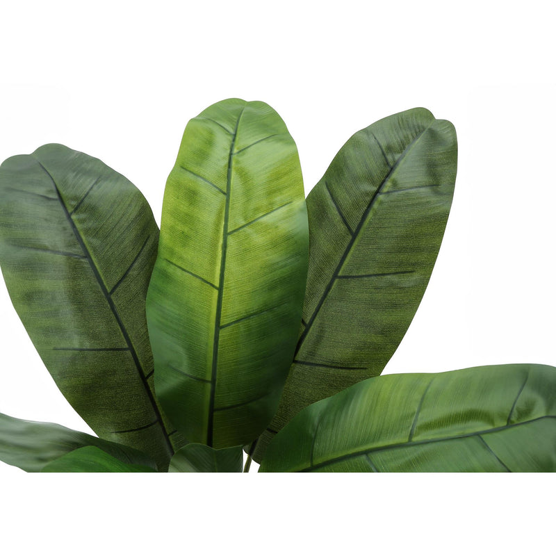 Monarch I 9567 43"H - Indoor Banana Tree In A 5" Pot IMAGE 4