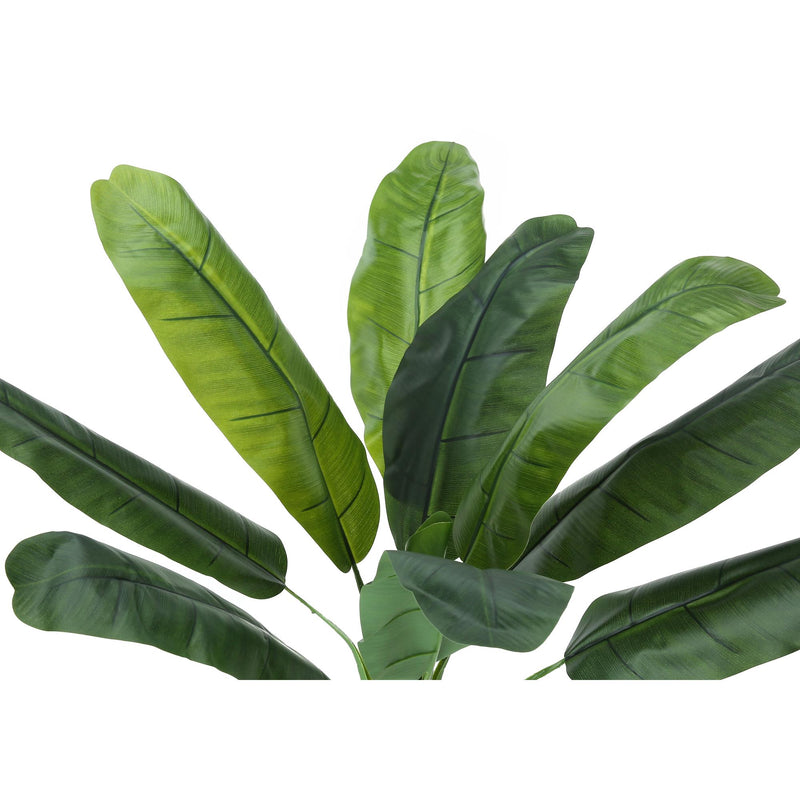 Monarch I 9567 43"H - Indoor Banana Tree In A 5" Pot IMAGE 5