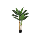 Monarch I 9568 55"H - Indoor Banana Tree In A 6" Pot IMAGE 2