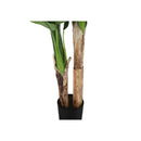 Monarch I 9568 55"H - Indoor Banana Tree In A 6" Pot IMAGE 3