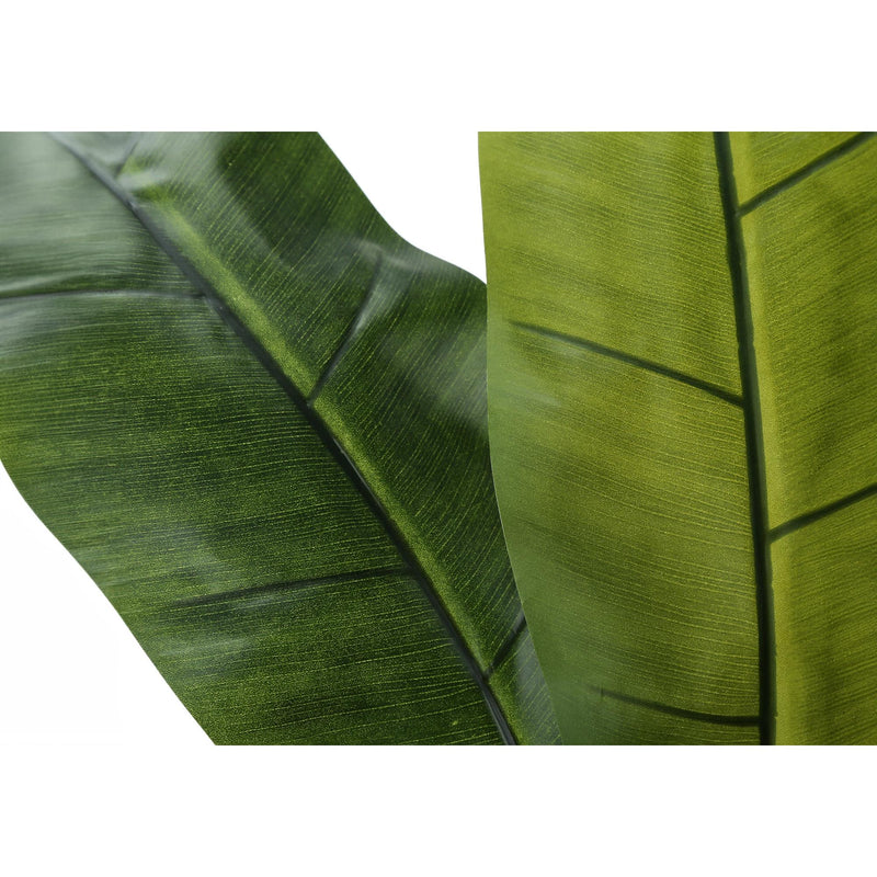 Monarch I 9568 55"H - Indoor Banana Tree In A 6" Pot IMAGE 4