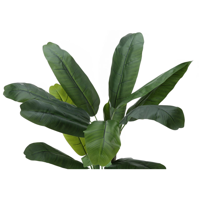 Monarch I 9568 55"H - Indoor Banana Tree In A 6" Pot IMAGE 5