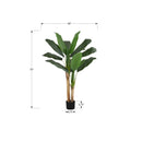 Monarch I 9568 55"H - Indoor Banana Tree In A 6" Pot IMAGE 6