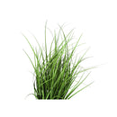 Monarch I 9575 23"H - Indoor Grass In A 4" Black Pot IMAGE 5