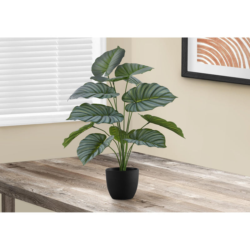 Monarch I 9577 24"H - Indoor Calathea In A 5" Pot IMAGE 1
