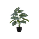 Monarch I 9577 24"H - Indoor Calathea In A 5" Pot IMAGE 2