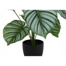 Monarch I 9577 24"H - Indoor Calathea In A 5" Pot IMAGE 3