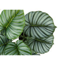Monarch I 9577 24"H - Indoor Calathea In A 5" Pot IMAGE 4