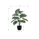 Monarch I 9577 24"H - Indoor Calathea In A 5" Pot IMAGE 6