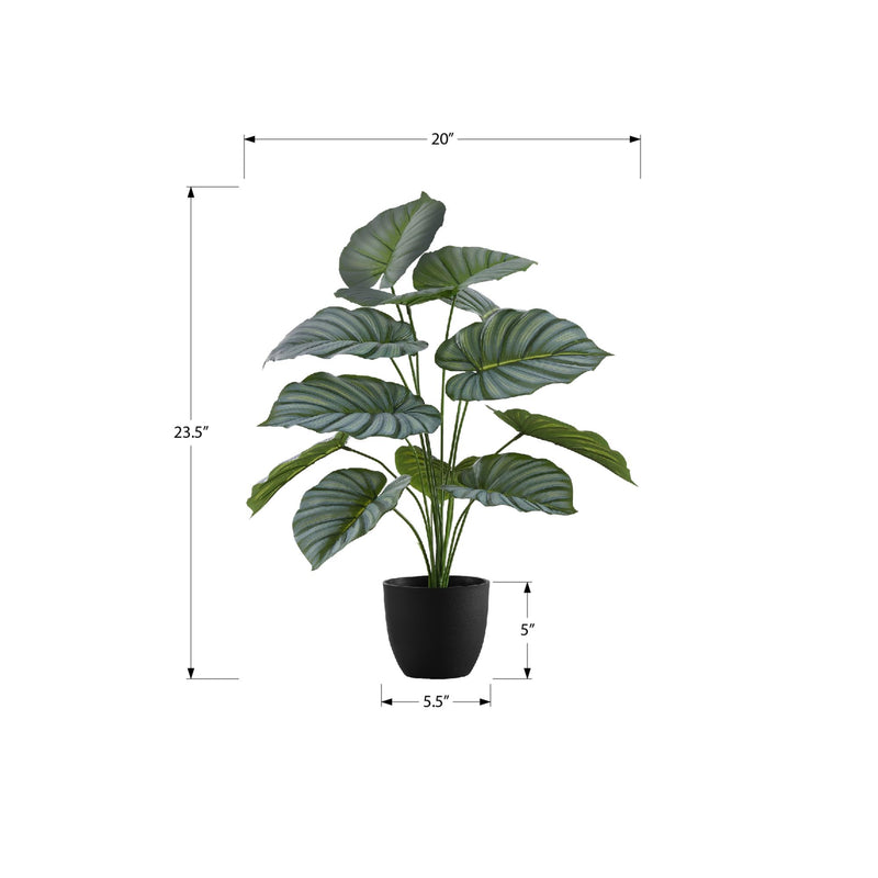 Monarch I 9577 24"H - Indoor Calathea In A 5" Pot IMAGE 6