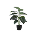 Monarch I 9578 24"H - Indoor Alocasia In A 5" Pot IMAGE 2
