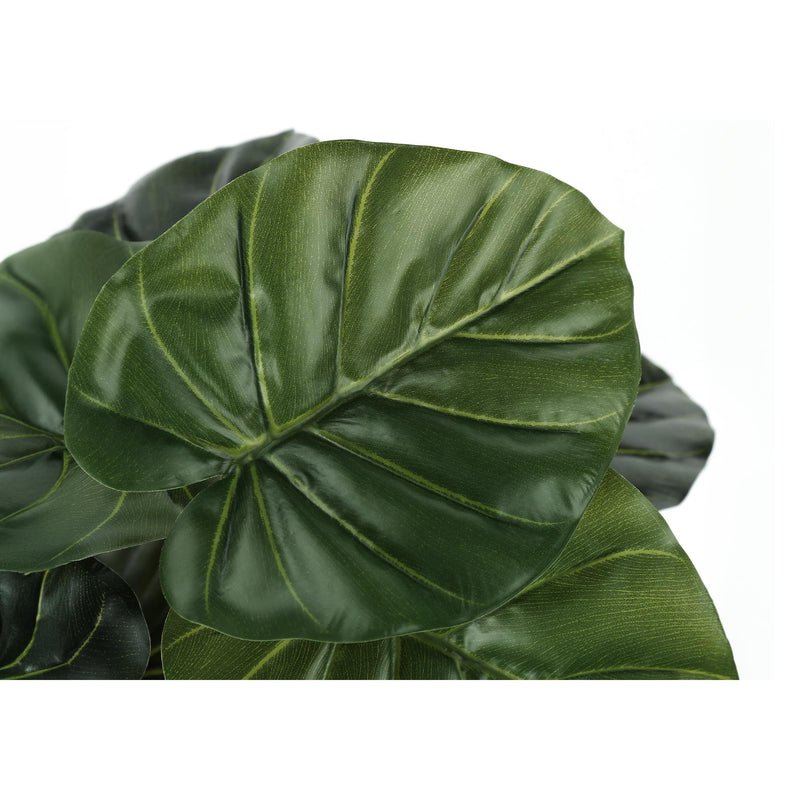 Monarch I 9578 24"H - Indoor Alocasia In A 5" Pot IMAGE 4