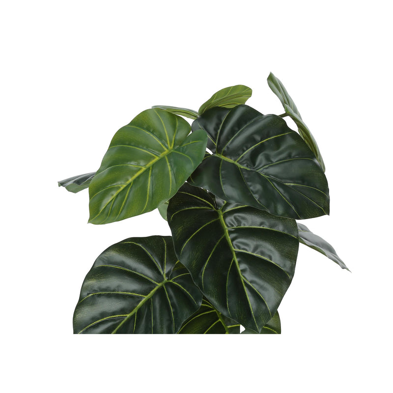 Monarch I 9578 24"H - Indoor Alocasia In A 5" Pot IMAGE 5