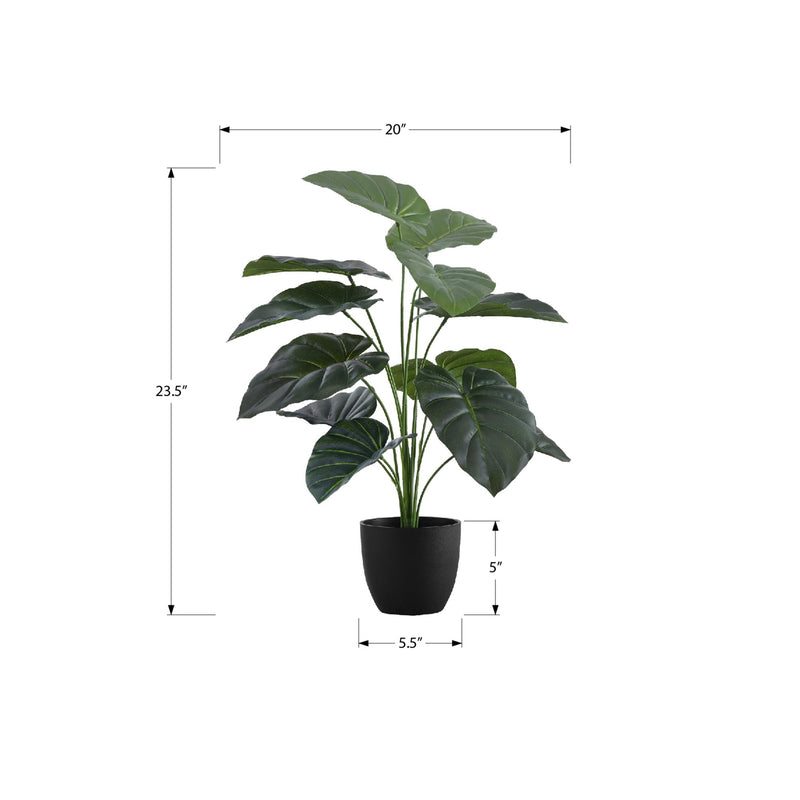Monarch I 9578 24"H - Indoor Alocasia In A 5" Pot IMAGE 6