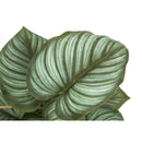 Monarch I 9583 13"H Epipremnum/4" Pot IMAGE 4