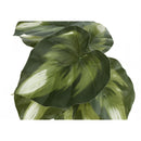 Monarch I 9584 13"H Monstera/Calathea/ 4" Pot IMAGE 6