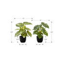 Monarch I 9584 13"H Monstera/Calathea/ 4" Pot IMAGE 7