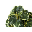 Monarch I 9585 14"H Ficus Elastica In 4" Pot IMAGE 4