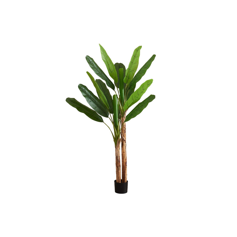 Monarch I 9593 83"H - Indoor Banana Tree In A 8" Pot IMAGE 2