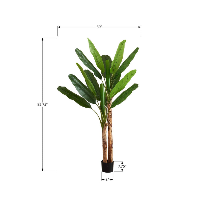Monarch I 9593 83"H - Indoor Banana Tree In A 8" Pot IMAGE 3