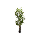 Monarch I 9595 83"H - Indoor Dracaena In A 8" Pot IMAGE 2