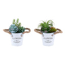  Monarch I 9361 2Pcs 7"H Succulent In 5" Metal Pot - Green/Brown/White IMAGE 4