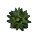  Monarch I 9363 2Pcs 8"H Succulent In 5" Cement Pot - Green/White IMAGE 1