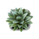  Monarch I 9363 2Pcs 8"H Succulent In 5" Cement Pot - Green/White IMAGE 4