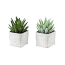  Monarch I 9363 2Pcs 8"H Succulent In 5" Cement Pot - Green/White IMAGE 5