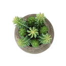  Monarch I 9364 2Pcs 8"H Succulent In 6" Cement Pot - Green/Brown IMAGE 1