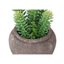  Monarch I 9364 2Pcs 8"H Succulent In 6" Cement Pot - Green/Brown IMAGE 2