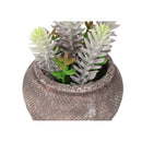  Monarch I 9364 2Pcs 8"H Succulent In 6" Cement Pot - Green/Brown IMAGE 6