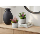  Monarch I 9366 2Pcs 9"H Succulent In 5" Cement Pot - Green/White IMAGE 2