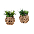  Monarch I 9369 2Pcs 9"H Succulent In 6" Woven Pot - Green/Brown IMAGE 5